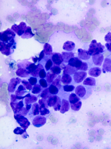 Cytologie