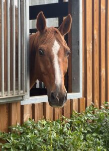 Hospitalisation chevaux