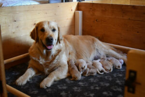 Reproduction