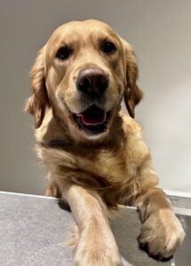 photo chien hospit